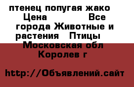 птенец попугая жако  › Цена ­ 60 000 - Все города Животные и растения » Птицы   . Московская обл.,Королев г.
